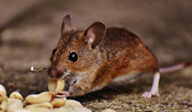 24 Hour & Emergency Exterminators in Poplar City, IL